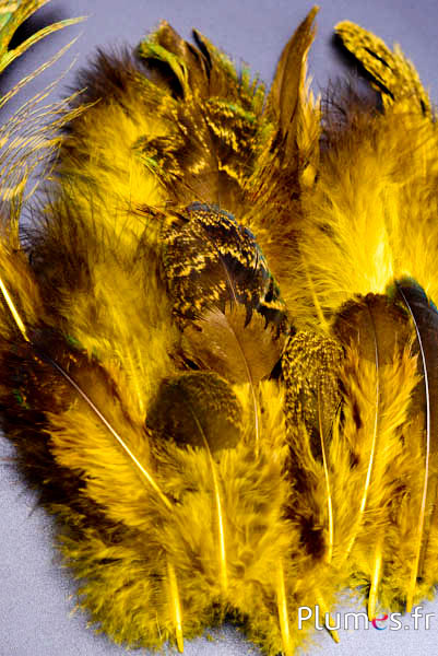 Pavone blu - 8-20 cm - giallo-bruno